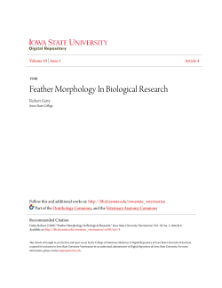 Feather Morphology In Biological Research