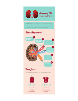 Anatomy 101 Your Kidneys DM102 Infographic Print FINAL