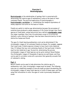 Exercise 5 Biostratigraphy Part 1