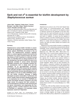 SarA and not B is essential for biofilm development by