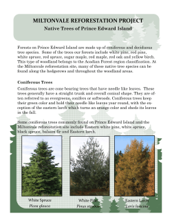 Native trees of PEI - City of Charlottetown