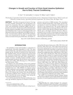 Changes in Growth and Function of Chick Small Intestine Epithelium
