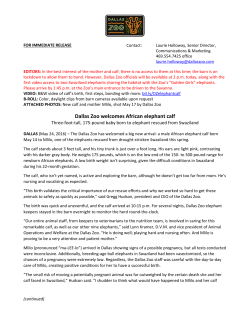 Dallas Zoo welcomes African elephant calf