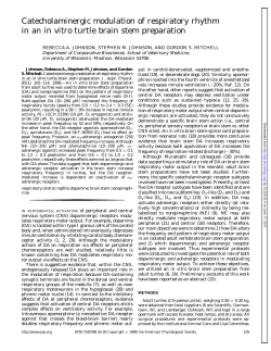 Catecholaminergic modulation of respiratory rhythm in an in vitro
