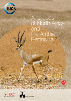 Antelopes of North Africa and the Arabian Peninsula