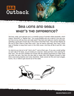 Sea lions and seals what`s the difference?