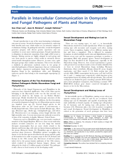 Parallels in Intercellular Communication in Oomycete and Fungal