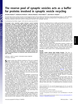 The reserve pool of synaptic vesicles acts as a buffer for proteins