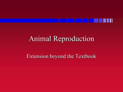 Animal Reproduction