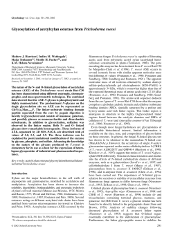 Glycosylation of acetylxylan esterase from