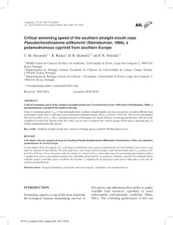 Critical swimming speed of the southern straight-mouth
