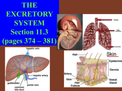 Excretory System - Holy Spirit High School