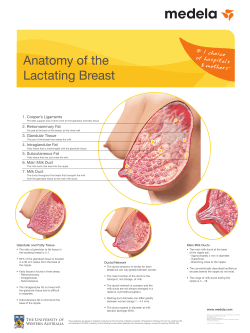 Anatomy of the Lactating Breast