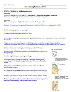 (null): SBI4U Gel Electrophoresis Activity ANSWERS