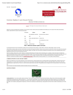 Common Spiders In and Around Homes