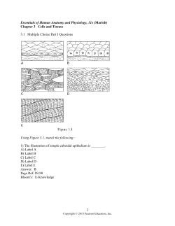 Essentials of Human Anatomy and Physiology, 11e