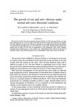 The growth of rats and mice vibrissae under