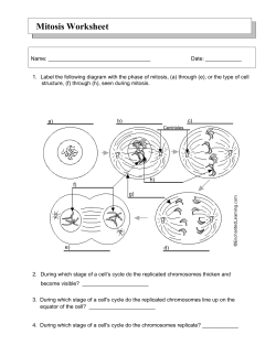 MITOSIS Worksheet