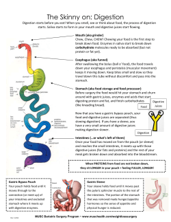 The Skinny on: Digestion