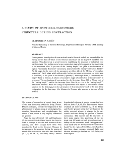 a study of myofibril sarcomere structure during contraction