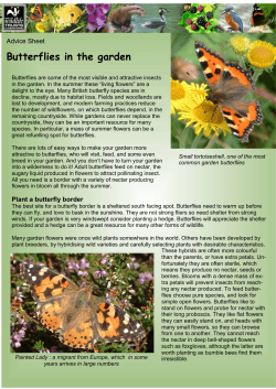 Butterflies in the garden