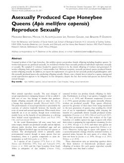 Asexually Produced Cape Honeybee Queens