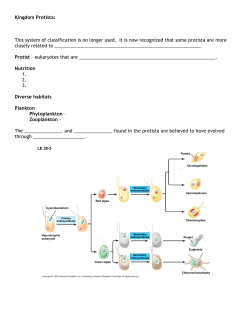 Kingdom Protista - Blue Valley Schools