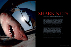 the real killers of the sea?