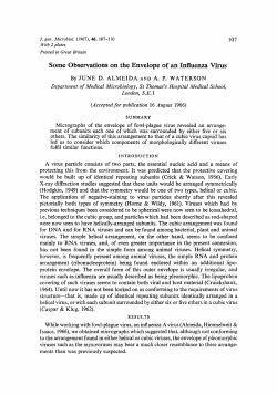 Some Observations on the Envelope of an Influenza Virus