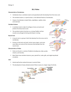 28.1 Fishes