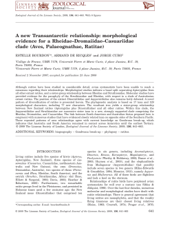 A new Transantarctic relationship: morphological evidence for a