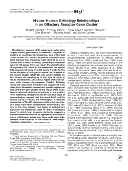 Mouse-Human Orthology Relationships in an Olfactory