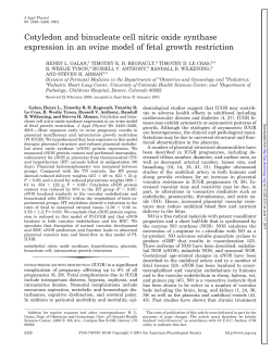 Cotyledon and binucleate cell nitric oxide synthase expression in an