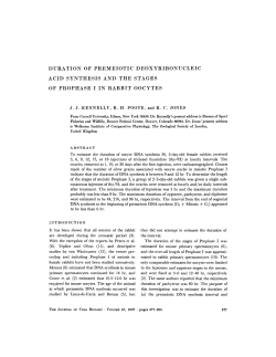 duration of premeiotic deoxyribonucleic acid