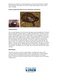 Eastern mud turtle (Kinosternon subrubrum subrubrum