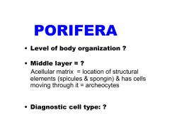 PHYLUM PORIFERA