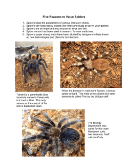 Five Reasons to Value Spiders