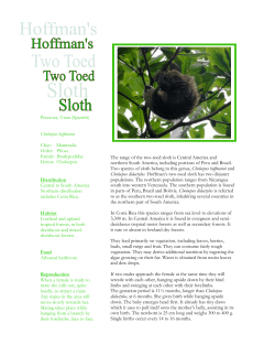 Hoffman`s two-toed sloth