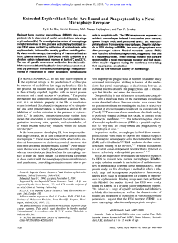 Extruded Erythroblast Nuclei Are Bound and