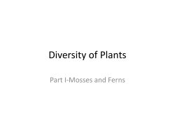 Diversity of Plants