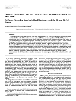 CLONAL ORGANIZATION OF THE CENTRAL NERVOUS SYSTEM