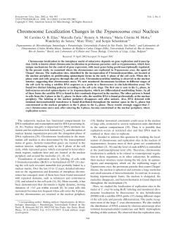 Chromosome Localization Changes in the Trypanosoma cruzi