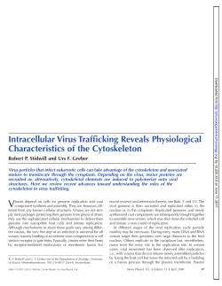 Intracellular Virus Trafficking Reveals Physiological