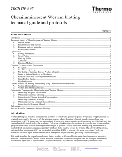 Chemiluminescent Western blotting technical guide and protocols
