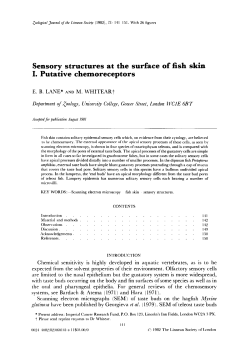 Sensory structures at the surface of fish skin: I. Putative