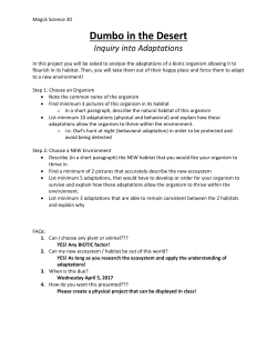 Dumbo in the Desert - Ms. Mogck`s Classroom