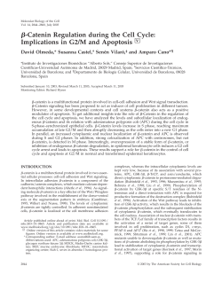&szlig;-Catenin Regulation during the Cell Cycle: Implications in G2/M