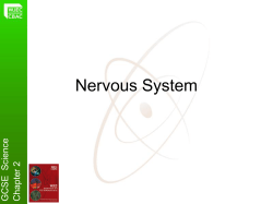 Nervous System - Ysgol John Bright