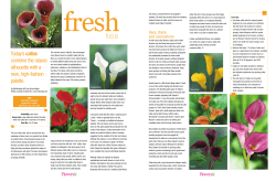 Callas - MyTeleflora.com