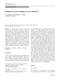 Evidence for scent marking in vervet monkeys?